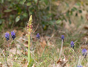 Orchis anthropophora (Orchidaceae)  - Acéras homme-pendu - Man Orchid Var [France] 12/04/2008 - 450m