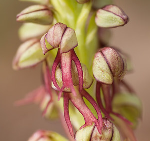 Orchis anthropophora (Orchidaceae)  - Acéras homme-pendu - Man Orchid Var [France] 12/04/2008 - 450m