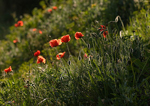 Papaver rhoeas (Papaveraceae)  - Coquelicot, Grand coquelicot, Pavot coquelicot - Common Poppy Var [France] 12/04/2008 - 130m