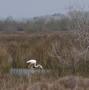 Phoenicopterus roseus (Phoenicopteridae)  - Flamant rose - Greater Flamingo Bouches-du-Rhone [France] 10/04/2008