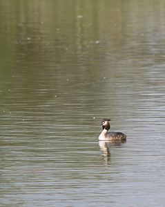 Podiceps cristatus (Podicipedidae)  - Grèbe huppé - Great Crested Grebe Pas-de-Calais [France] 26/04/2008