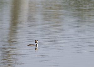 Podiceps cristatus (Podicipedidae)  - Grèbe huppé - Great Crested Grebe Pas-de-Calais [France] 26/04/2008