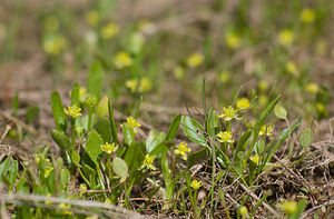 Ranunculus revelierei (Ranunculaceae)  - Renoncule de Revelière, Renoncule de Rodié Var [France] 14/04/2008 - 130mPlante extr?mement  rare, limit?e ? quelques stations dans le var (mares temporaires de la plaine des Maures) et en Corse.
(Crit?re d?terminant = p?tales plus courts que les s?pales. )