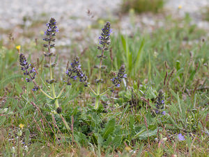 Salvia verbenaca (Lamiaceae)  - Sauge verveine, Sauge fausse verveine - Wild Clary Alpes-de-Haute-Provence [France] 17/04/2008 - 590m