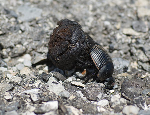 Scarabaeus laticollis (Scarabaeidae)  Alpes-de-Haute-Provence [France] 16/04/2008 - 880m