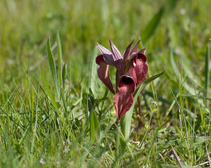 Serapias neglecta (Orchidaceae)  - Sérapias négligé - Scarce Tongue-orchid Var [France] 13/04/2008 - 130m