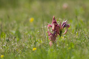 Serapias neglecta (Orchidaceae)  - Sérapias négligé - Scarce Tongue-orchid Var [France] 14/04/2008 - 130m