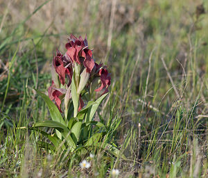 Serapias neglecta (Orchidaceae)  - Sérapias négligé - Scarce Tongue-orchid Var [France] 14/04/2008 - 70m