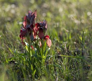 Serapias neglecta (Orchidaceae)  - Sérapias négligé - Scarce Tongue-orchid Var [France] 14/04/2008 - 70m