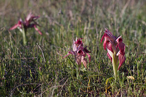 Serapias neglecta (Orchidaceae)  - Sérapias négligé - Scarce Tongue-orchid Var [France] 14/04/2008 - 70m