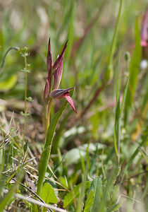 Serapias olbia (Orchidaceae)  - Sérapias d'Hyères Var [France] 13/04/2008 - 80m