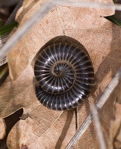 Tachypodoiulus niger (Julidae)  - White-legged Snake Millipede Var [France] 12/04/2008 - 450m