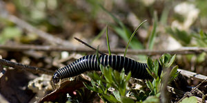 Tachypodoiulus niger (Julidae)  - White-legged Snake Millipede Alpes-Maritimes [France] 15/04/2008 - 450m