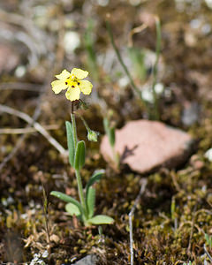 Tuberaria guttata (Cistaceae)  - Tubéraire tachetée, Hélianthème taché, Grille-midi, Hélianthème tacheté - Spotted Rock-rose Var [France] 13/04/2008 - 80m