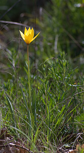 Tulipa sylvestris subsp. australis (Liliaceae)  - Tulipe australe, Tulipe des Alpes, Tulipe du Midi Var [France] 13/04/2008 - 90m