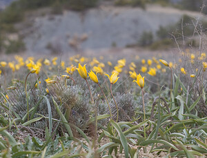 Tulipa sylvestris subsp. sylvestris (Liliaceae)  - Tulipe des bois Alpes-de-Haute-Provence [France] 17/04/2008 - 640m