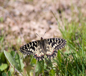 Zerynthia polyxena (Papilionidae)  - Diane, Thaïs - Southern Festoon Var [France] 13/04/2008 - 140m