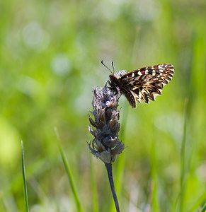 Zerynthia polyxena (Papilionidae)  - Diane, Thaïs - Southern Festoon Var [France] 13/04/2008 - 140m