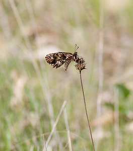 Zerynthia polyxena (Papilionidae)  - Diane, Thaïs - Southern Festoon Var [France] 14/04/2008 - 140m