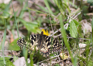 Zerynthia polyxena (Papilionidae)  - Diane, Thaïs - Southern Festoon Var [France] 14/04/2008 - 140m