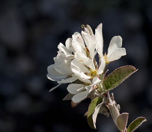 Amelanchier ovalis (Rosaceae)  - Amélanchier ovale, Amélanchier commun, Amélanchier à feuilles ovales - Snowy Mespilus Herault [France] 08/05/2008 - 740m