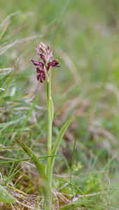 Anacamptis coriophora (Orchidaceae)  - Orchis punaise Aveyron [France] 16/05/2008 - 870m