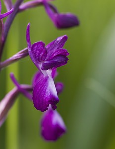 Anacamptis laxiflora Anacamptide à fleurs lâches, Orchis à fleurs lâches Loose-flowered Orchid