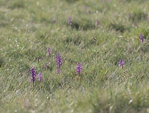 Anacamptis morio (Orchidaceae)  - Anacamptide bouffon, Orchis bouffon Aveyron [France] 08/05/2008 - 760m