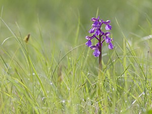 Anacamptis morio (Orchidaceae)  - Anacamptide bouffon, Orchis bouffon Aveyron [France] 11/05/2008 - 800m