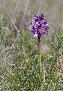 Anacamptis x gennarii (Orchidaceae)  - Anacamptide de Gennari, Orchis de GennariAnacamptis papilionacea x Anacamptis morio subsp. picta. Aveyron [France] 11/05/2008 - 410m