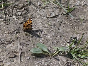 Araschnia levana (Nymphalidae)  - Carte géographique, Jaspé - Map Pas-de-Calais [France] 03/05/2008 - 70m