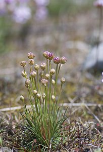 Armeria girardii (Plumbaginaceae)  - Armérie de Girard, Arméria faux jonc, Armérie faux jonc Aveyron [France] 13/05/2008 - 780m