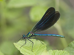 Calopteryx virgo (Calopterygidae)  - Caloptéryx vierge - Beautiful Damselfly Aveyron [France] 16/05/2008 - 640m