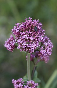 Centranthus ruber (Caprifoliaceae)  - Centranthe rouge, Valériane rouge, Lilas d'Espagne - Red Valerian Herault [France] 10/05/2008 - 280m