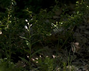 Cephalanthera longifolia (Orchidaceae)  - Céphalanthère à feuilles longues, Céphalanthère à longues feuilles, Céphalanthère à feuilles en épée - Narrow-leaved Helleborine Aveyron [France] 11/05/2008 - 410m