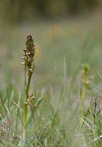 Coeloglossum viride (Orchidaceae)  - Coeloglosse vert, Orchis grenouille, Dactylorhize vert, Orchis vert - Frog Orchid Aveyron [France] 15/05/2008 - 770m