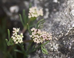 Crithmum maritimum (Apiaceae)  - Criste marine, Fenouil marin - Rock Samphire Herault [France] 14/05/2008 - 750mEndroit inattendu pour cette plante, habituellement limit?e aux terrains rocheux proches du littoral: ici elle est  ? plus de 50km des c?tes