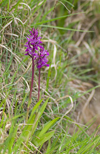 Dactylorhiza elata (Orchidaceae)  - Dactylorhize élevé, Orchis élevé Aveyron [France] 15/05/2008 - 490m