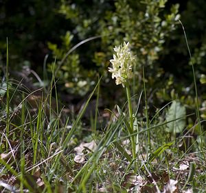 Dactylorhiza sambucina (Orchidaceae)  - Dactylorhize sureau, Orchis sureau Herault [France] 08/05/2008 - 760m