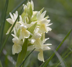 Dactylorhiza sambucina (Orchidaceae)  - Dactylorhize sureau, Orchis sureau Herault [France] 08/05/2008 - 840m