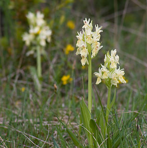Dactylorhiza sambucina (Orchidaceae)  - Dactylorhize sureau, Orchis sureau Aveyron [France] 15/05/2008 - 780m