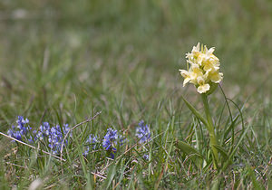 Dactylorhiza sambucina (Orchidaceae)  - Dactylorhize sureau, Orchis sureau Aveyron [France] 15/05/2008 - 780m