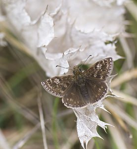 Erynnis tages (Hesperiidae)  - Point de Hongrie, Grisette - Dingy Skipper Aveyron [France] 13/05/2008 - 640m