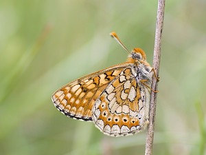 Euphydryas aurinia (Nymphalidae)  - Damier de la Succise - Marsh Fritillary Aveyron [France] 12/05/2008 - 520m