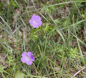 Geranium sanguineum (Geraniaceae)  - Géranium sanguin, Sanguinaire, Herbe à becquet - Bloody Crane's-bill Herault [France] 10/05/2008 - 280m