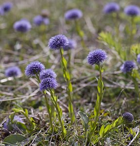 Globularia vulgaris (Plantaginaceae)  - Globulaire commune, Globulaire de Linné Herault [France] 10/05/2008 - 720m