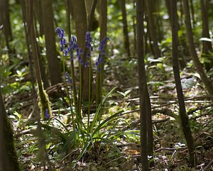 Hyacinthoides non-scripta (Asparagaceae)  - Jacinthe des bois - Bluebell Pas-de-Calais [France] 01/05/2008 - 140m