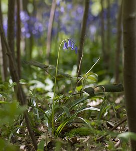 Hyacinthoides non-scripta (Asparagaceae)  - Jacinthe des bois - Bluebell Pas-de-Calais [France] 01/05/2008 - 150m