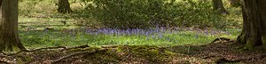 Hyacinthoides non-scripta (Asparagaceae)  - Jacinthe des bois - Bluebell Pas-de-Calais [France] 01/05/2008 - 150m