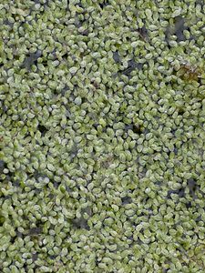 Lemna minor (Araceae)  - Lentille d'eau mineure, Petite lenticule, Petite lentille d'eau - Common Duckweed Pas-de-Calais [France] 01/05/2008